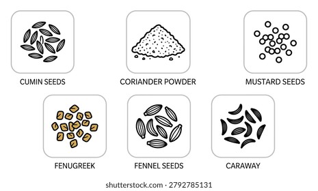 Spice seeds and powder illustration featuring cumin coriander mustard fenugreek fennel and caraway for cooking and flavour
