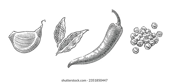 Juego de especias. Ajo, hoja de laurel, pimienta chile, pila de pimienta.  Ilustraciones de estilo de grabado a mano.