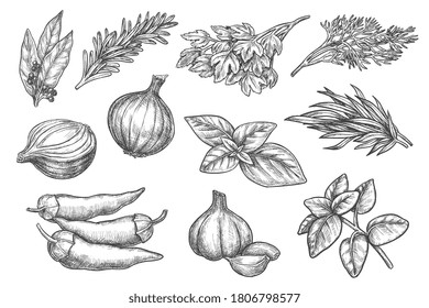 Spice sketch. Herb and spice hand drawn set. Vector cinnamon and bay leaf, pepper, onion, garlic, mint, lemon balm, rosemary, green basil sketch illustration. Engraved aromatic plants collection