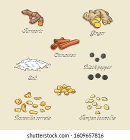 Spice vector illustrations. Turmeric, ginger, cinnamon, salt, black pepper...