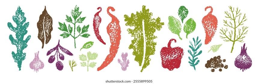 Spice vector. Sketch crayon vegetable illustration. Food and herb, ginger parsley rosemary basil garlic paprika pepper arugula olive doodle icon. Spice watercolor or crayon leaf. Hand drawn background