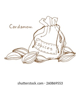 Spices: cardamom, sketch illustration.