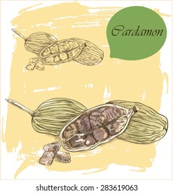 Spices: cardamom, vector illustration.