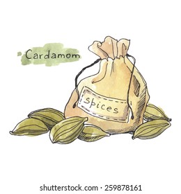 Spices: cardamom, watercolor illustration.