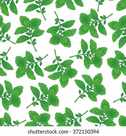 Spices collection. Vector hand drawn seamless pattern with green basil