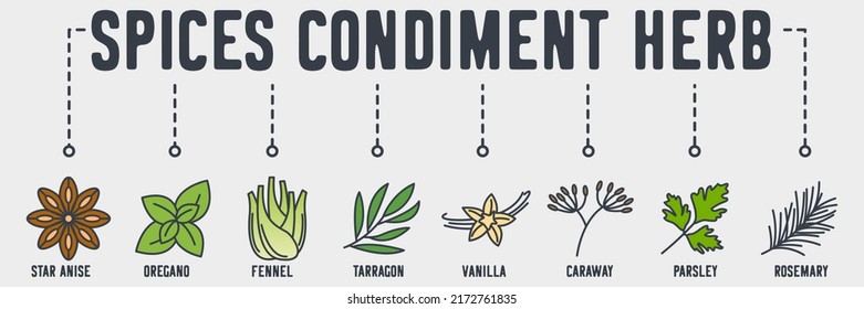 spices condiment herb banner web icon. star anise, oregano, fennel, tarragon, vanilla, caraway, parsley, rosemary vector illustration concept.