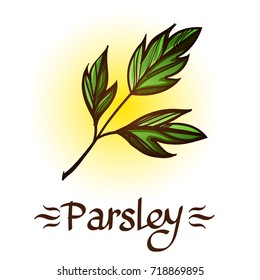 Spices and condiments color illustration for menu design, packaging, for creating a logo or emblem.