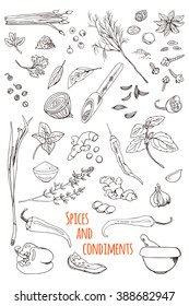 Spices, condiments and herbs sketch. Vector set. Isolated