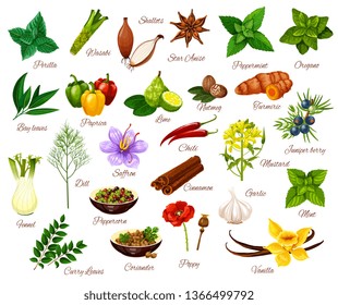 Spices and cooking herbs, herbal and vegetable or fruit seasonings. Vector culinary condiments perilla, wasabi or shallot and anise, oregano with paprika or lime and mustard, juniper berry and vanilla