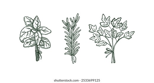 Conjunto de Vectores de croquis de especias, hierbas de cocina y condimentos. Hojas de laurel, menta y salvia, canela y jengibre
Especias, Hierbas para Cocinar y Condimentos Dibujan Vectores. Hojas de bahía, menta, salvia