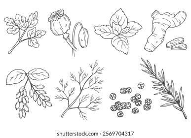 Spices, cooking herbs and seasonings sketch vectors set. Parsley, poppy, basil, ginger and barberry. Black pepper and dill sketch. Rosemary leaves sketch