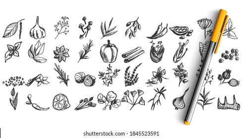 Spices doodle set. Collection of pen pencil chalk hand drawn sketches templates patterns of different condiments coriander carnation ginger isolated in line. Aromatic plants for cooking illustration.