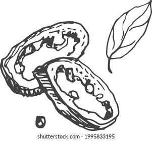 
Spices garlic pepper vegetables herbs cooking vector graphics illustration by hand. Engraving print textile, menu recipe cooking food onion basil kitchen set