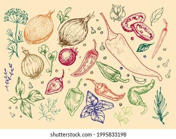 
Spices garlic pepper vegetables herbs cooking vector graphics illustration by hand. Engraving print textile, menu recipe cooking food onion basil kitchen set