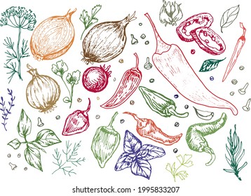 
Gewürze Knoblauchkräuter Kochen Vektorgrafik von Hand. Gravur-Textilien, Menürezepte Kochzwiebel Basilikum Küche Set