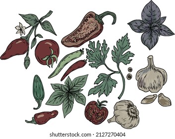 Spices garlic pepper vegetables herbs cooking vector graphics illustration by hand. Engraving print textile, menu recipe cooking food onion basil kitchen set patern seamless
