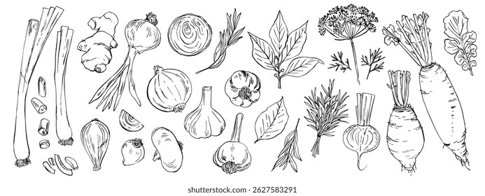 Spices and greens. Ginger, onion, bay leaf, dill. Sketch ink food vector. Vegetables outline line. Farm products