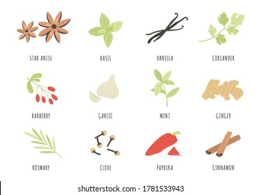 Spices. Hand drawn herbs and spices star anise, basil and ginger, garlic. Cinnamon, vanilla and paprika, mint and rosemary, clove vector set. Aromatic ingredients and flavors for cooking and culinary