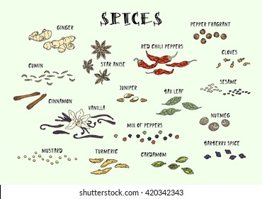 Spices. Hand drawn set. Cinnamon, pepper, cardamon, ginger, bay leafs and other spices. Vector. Isolated