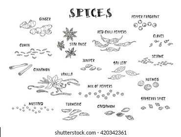 Spices. Hand drawn set. Cinnamon, pepper, cardamon, ginger, bay leafs and other spices. Vector. Isolated