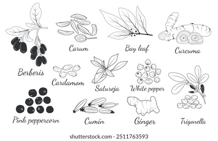 Especias y hierbas. Agracejo, comino, salado, Satureja, Trigonella, Carum, laurel, cúrcuma, pimienta blanca, pimienta negra, jengibre, cardamomo. Bosquejo de conjunto de especias de cocina aislado