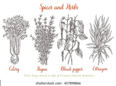 Spices and herbs: celery, thyme, black pepper, estragon. Hand drawn set of culinary herbs. Spice sketch isolated on white.