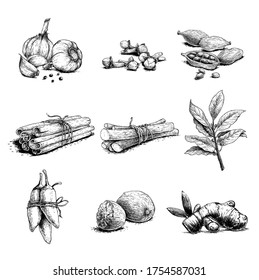 Spices, herbs and condiments set. Garlic, cloves, coriander, cinnamon sticks, liquorice root, bay leaves, chili peppers, nutmegs and ginger root.  Sketch hand drawn style. Vector illustrations.