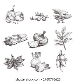 Spices, herbs and condiments set. Garlic, cloves, coriander, cinnamon sticks, onion, bay leaves, fennel, star anise and chili pepper.  Sketch hand drawn style. Vector illustrations.