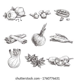 Spices, herbs and condiments set. Garlic, cloves, coriander, cinnamon sticks, onion, bay leaves, fennel, star anise and chili pepper.  Sketch hand drawn style. Vector illustrations.