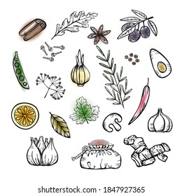 Spices and herbs  for delicious cooking. Set of vector linear and color icons in cartoon style. Hand drawings isolated on white background.