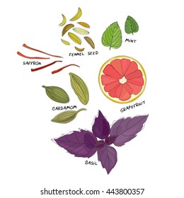Spices, herbs and fruit isolated vector set.