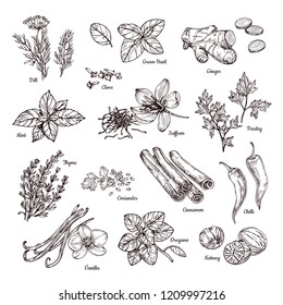 Spices And Herbs. Hand Drawn Ginger And Chilli Pepper, Saffron And Vanilla. Sketch Spices Vector Collection