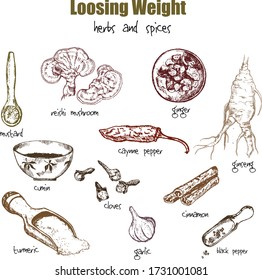 Spices And Herbs Hand Drawn Natural Chinese Medicine Herbal Ingredients For Loosing Weight And Obesity Vector Illustration.