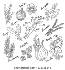 Spices and herbs. Hand drawn vector illustration.