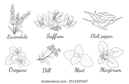 Especias y hierbas. Lavanda, lavandula, azafrán, chile, orégano, eneldo, menta, mejorana. Bosquejo de las especias de cocina conjunto aislado.