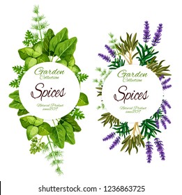 Spices and herbs of lavender, sage or marjoram and sage leaf. Vector natural organic farm food of spinach and sorrel, rosemary and tarragon plant with dill and parsley for salad dressing