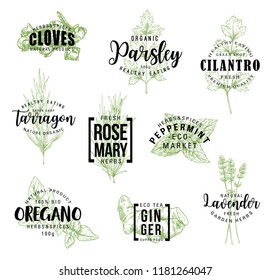 Spices and herbs lettering, natural food ingredient labels. Rosemary, mint and parsley, ginger, oregano and clove, tarragon, cilantro and lavender flower sketch. Vector seasonings illustrations