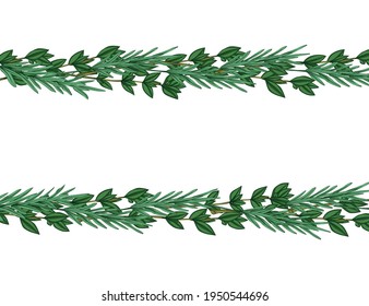 Spices and herbs. On a white background, branches of rosemary and thyme. Color image in sketch style. Close-up. There is free space for text. Horizontal orientation. Vector illustration.