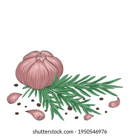 Spices and herbs. On a white background rosemary, garlic and pepper. Color image in sketch style. Close-up. There is free space for text. Vector illustration.