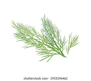 Spices and herbs realistic composition with isolated image of dill weed vector illustration