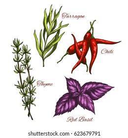 Spices And Herbs, Seasonings And Flavorings Vector Sketch Icons Of Thyme And Spicy Chili Pepper, Tarragon Culinary Condiment And Red Basil Leaf For Salad Dressing