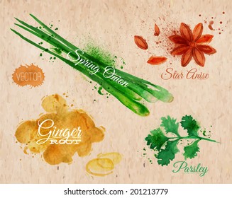 Spices herbs set drawn watercolor blots and stains with a spray star anise, parsley, spring onion, ginger root  on kraft paper