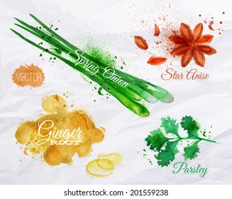 Spices herbs set drawn watercolor blots and stains with a spray star anise, parsley, spring onion, ginger root