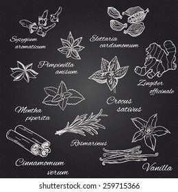 Spices and herbs set. Hand drawing elements on the dark background.