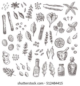 Spices and herbs set. Hand drawn vector illustration. Cinnamon, pepper, cardamon, ginger, basil, capers, thyme, oregano, barberry, dill, juniper, saffron, coriander, vanilla, chili, bay leaf and other