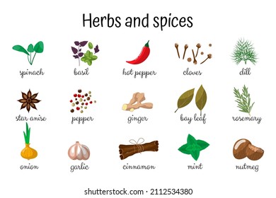 Spices and herbs set. Onion, garlic, rosemary, dill, cinnamon, anise, chili pepper, mint, spinach, cloves, basil, ginger, bay leaf, nutmeg. Isolated