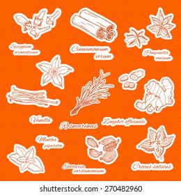Spices and herbs set. Sticker set. Hand drawing elements on the orange background.
