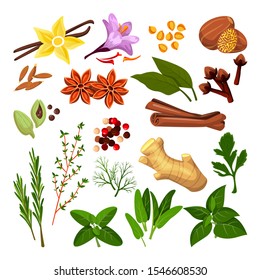 Spices and herbs set. Vector flat cartoon illustration, isolated on white background. Cinnamon, pepper, anise, clove, ginger, cooking icons and design elements.