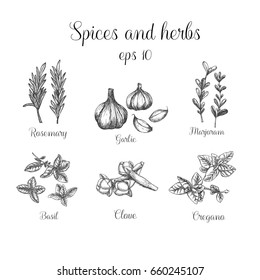 Spices and herbs set. Vector illustration