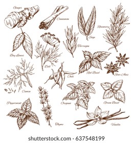 Spices and herbs sketches. Seasonings of ginger and cinnamon, sage and bay, rosemary and tarragon, cumin or peppermint and oregano or basil, chili pepper and vanilla vector